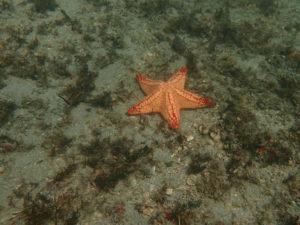 Starfish