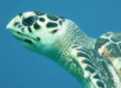 sea turtle