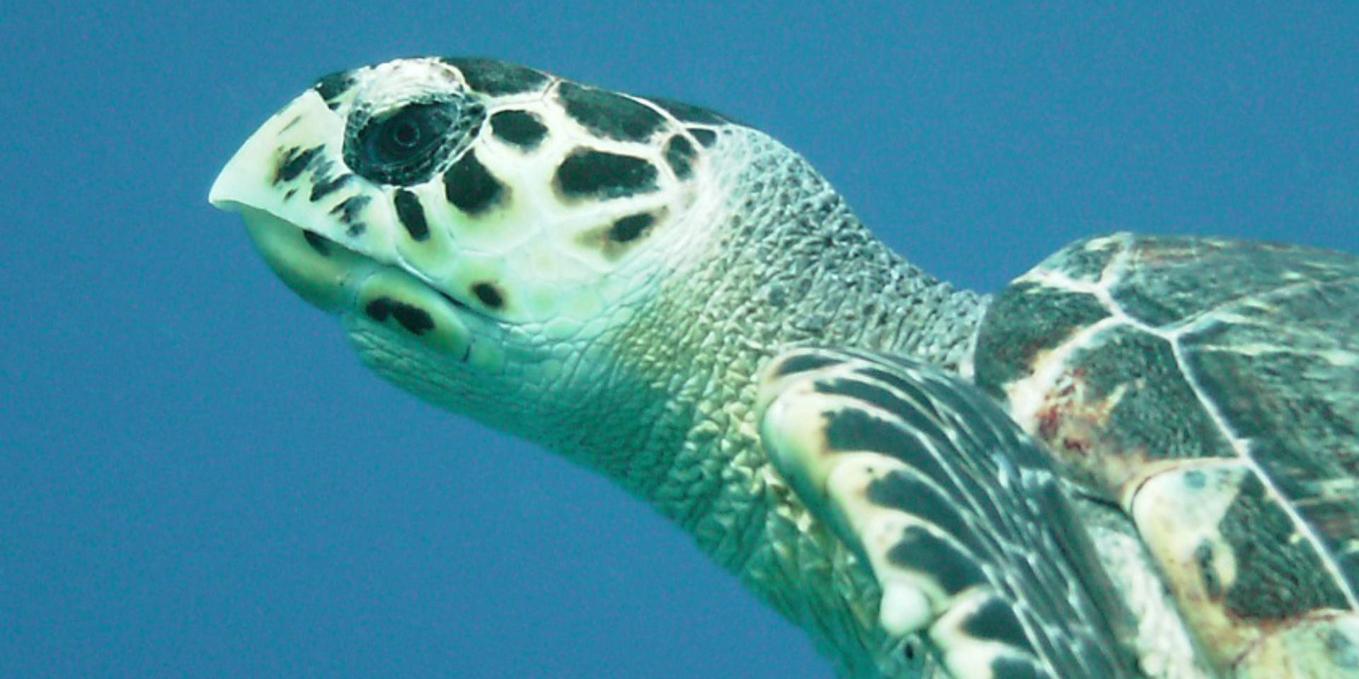 sea turtle