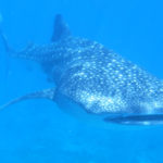 whale shark