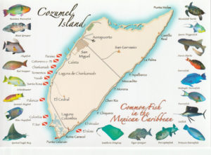 Fish of Cozumel Island