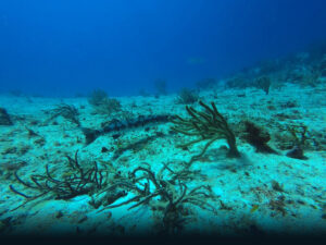 Fish in Mexican Waters