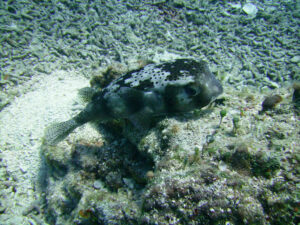 Fish in Mexican Waters