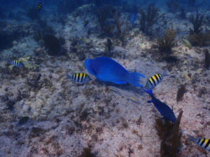 Fish in Mexican Waters