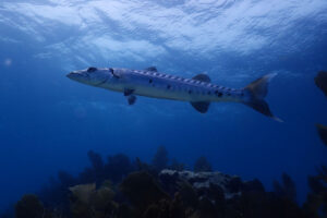 Fish in Mexican Waters