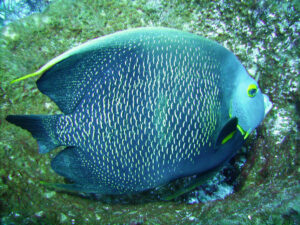 Fish in Mexican Waters