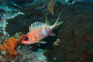 Fish in Mexican Waters